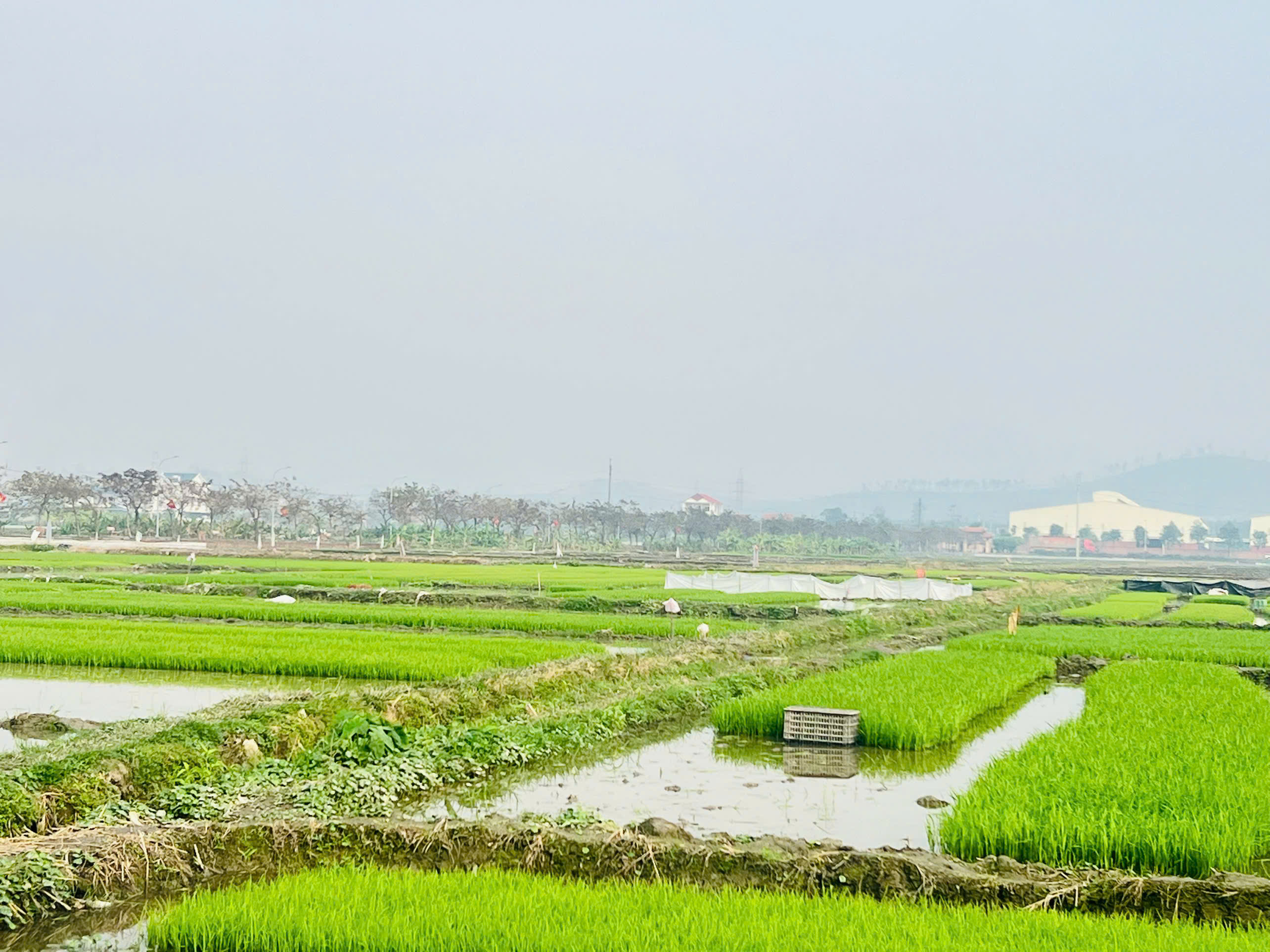 Công ty TNHH MTV Thủy lợi Đông Triều Quảng Ninh phát động phong trào thi đua đổ ải nhanh, tiết kiệm điện, nước  vụ Đông Xuân năm 2026